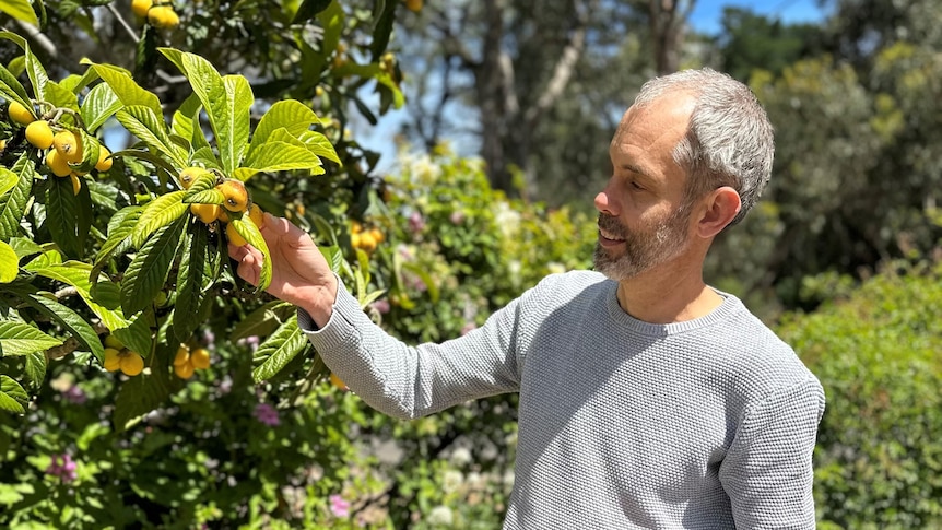 man with grey beard and grey long sleeve top picks fruit from a tree