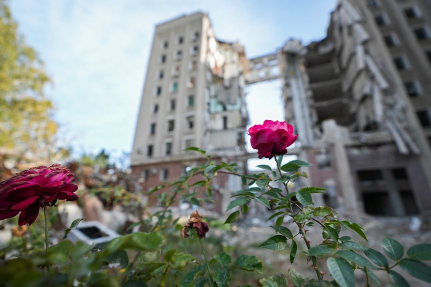 A rose blooms in front of a half-destroyed apartment building
