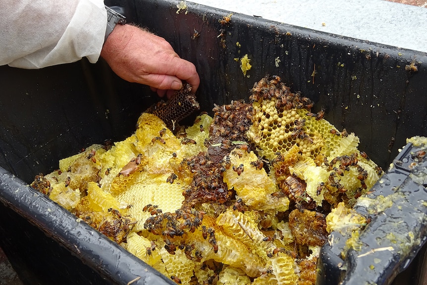 Honeycomb in bucket