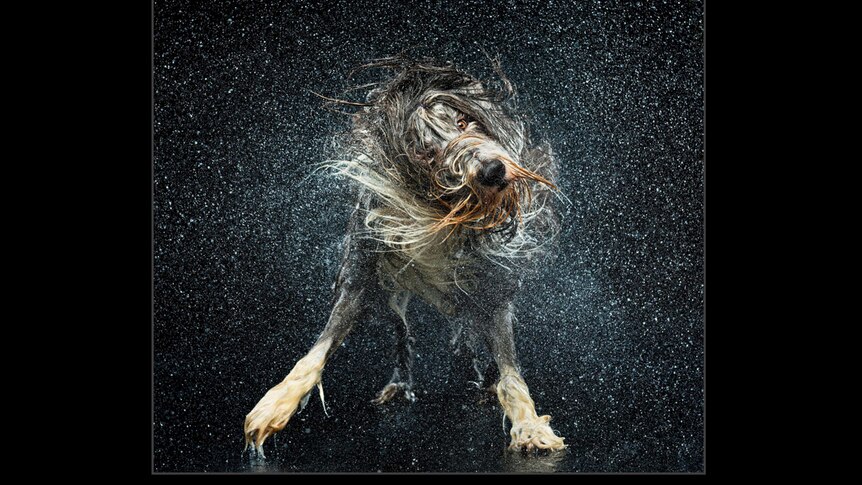 A dog shakes himself of water.