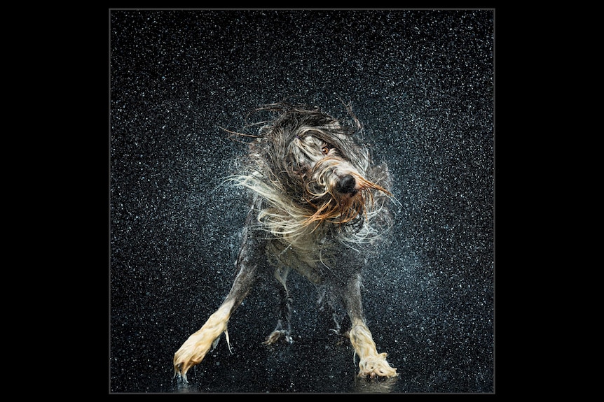 A dog shakes himself of water.