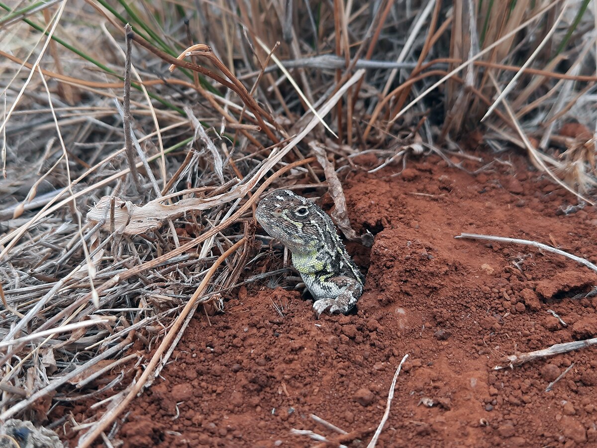 Cabeza de un pequeño dragón verde moteado y verde oscuro y sus extremidades delanteras sobresalen de un pequeño agujero en tierra roja.