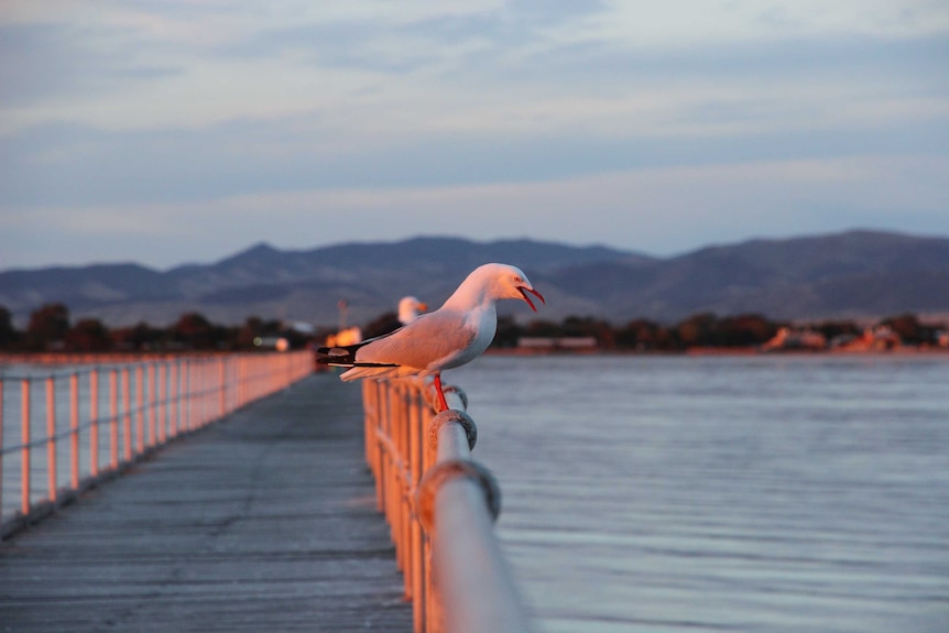 A seagull performs