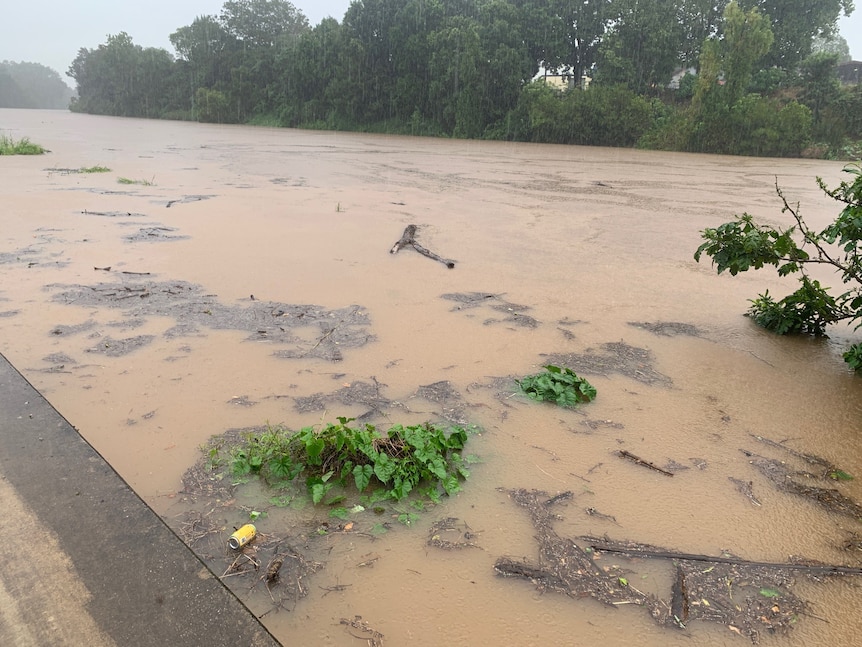 A flooded river carrying sticks, plants and debris.