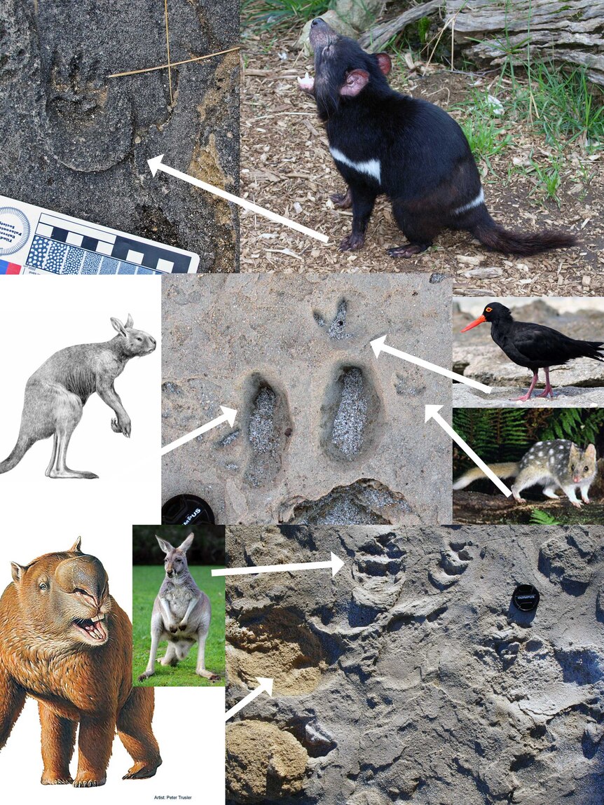 Composite picture of footprints and extinct animals.