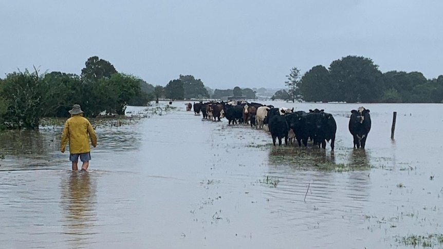 Man in yellow raincoat walking through floodwater next to herd of cattle.