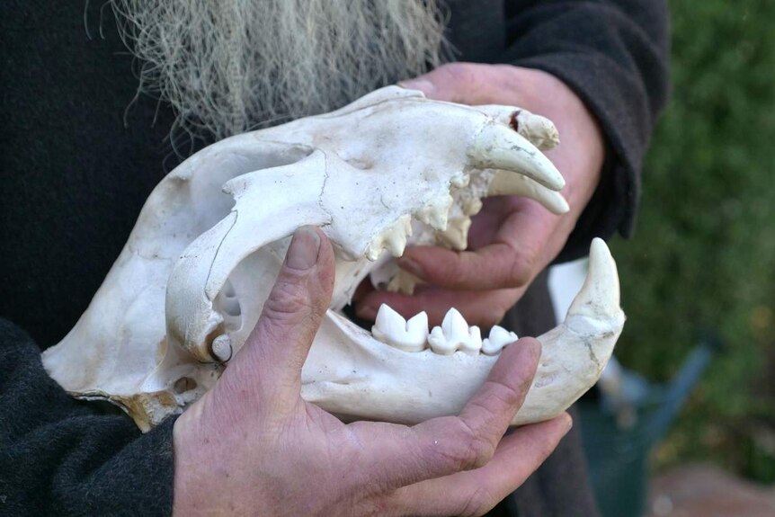 Ron Prendergast holding a tiger skull, and putting his fingers into its jaws.