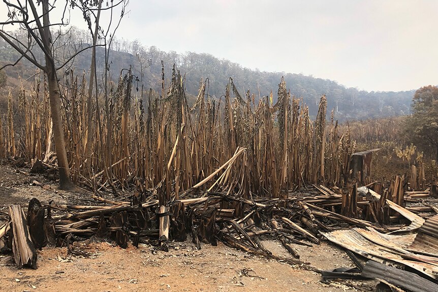 A burnt banana plantation showing dead vegetation