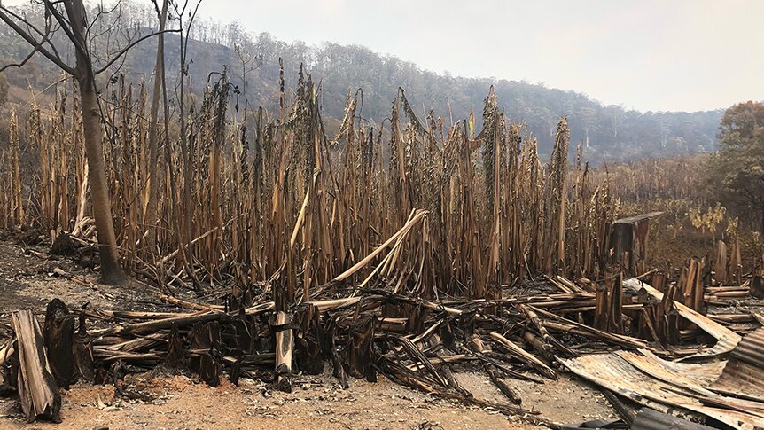 A burnt banana plantation.