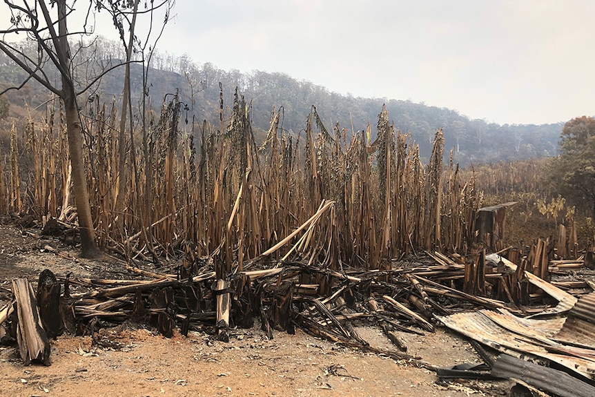A burnt banana plantation showing dead vegetation