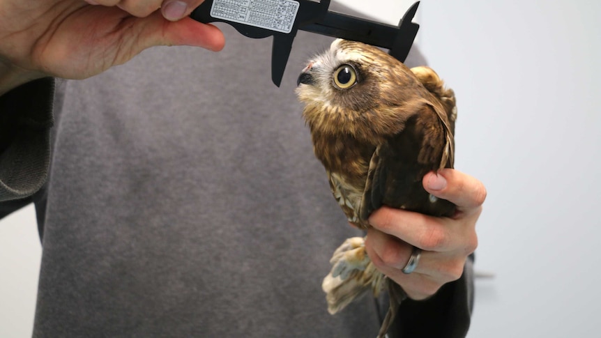 A side on shot of a boobook owl as it is measured by a man using a ruler.