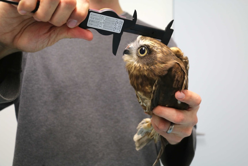 A side on shot of a boobook owl as it is measured by a man using a ruler.