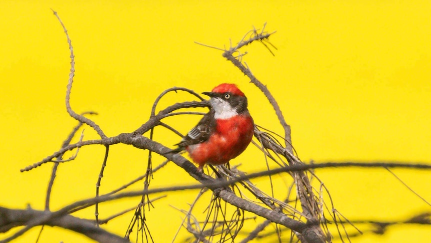 Red-breasted bird with a yellow background
