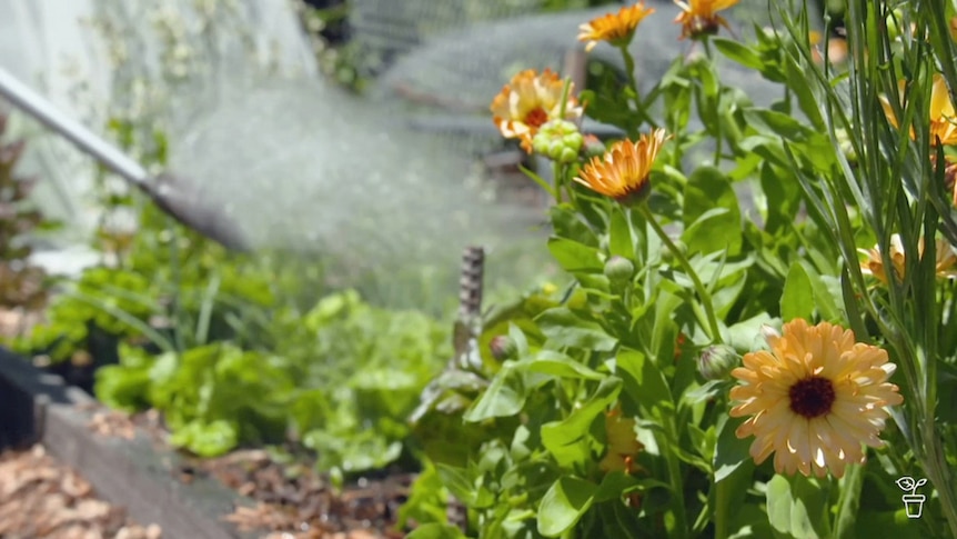Plants being watered in a vegetable garden bed.