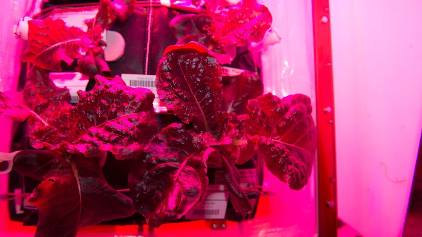 International Space Station lettuce