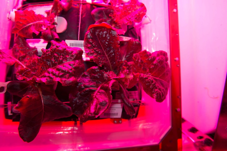 International Space Station lettuce
