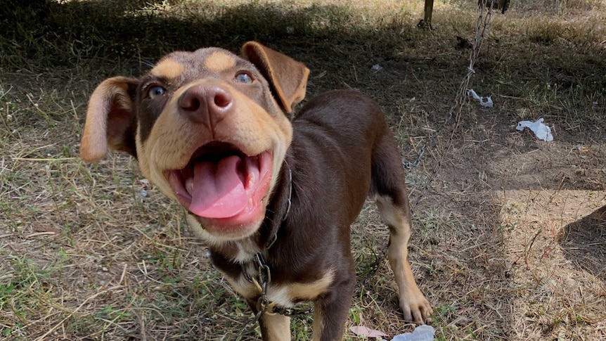 Close-up of a working dog puppy.