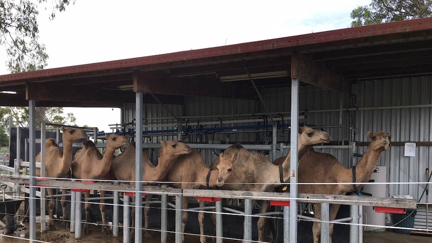 Camels are milked twice a day at the dairy.