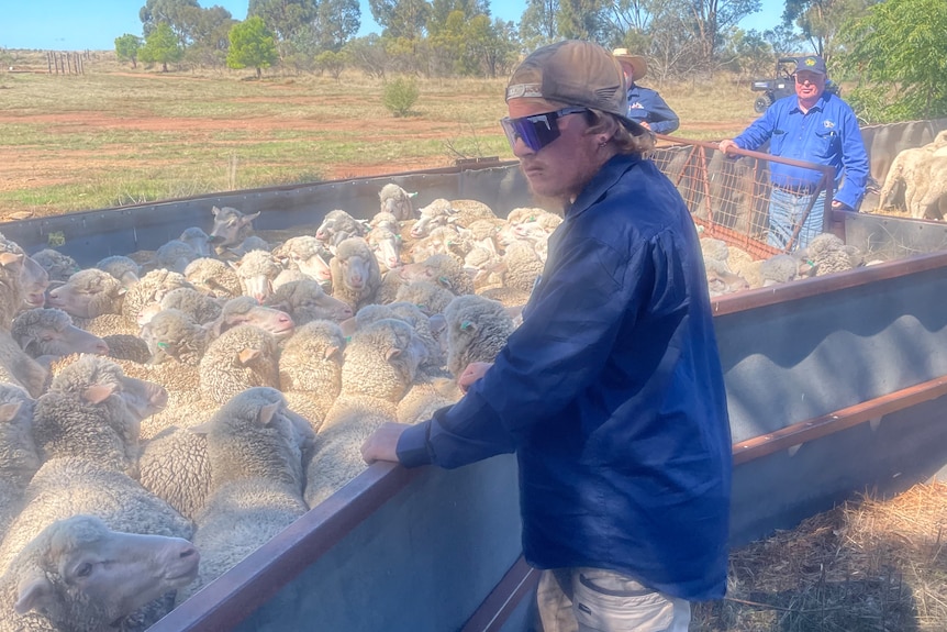 A young man in work gear, sunglasses and a backwards cap regards a pen full of sheep.