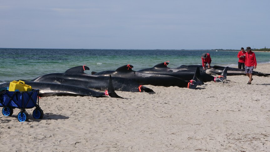 whales on the beach with red tape on finns.