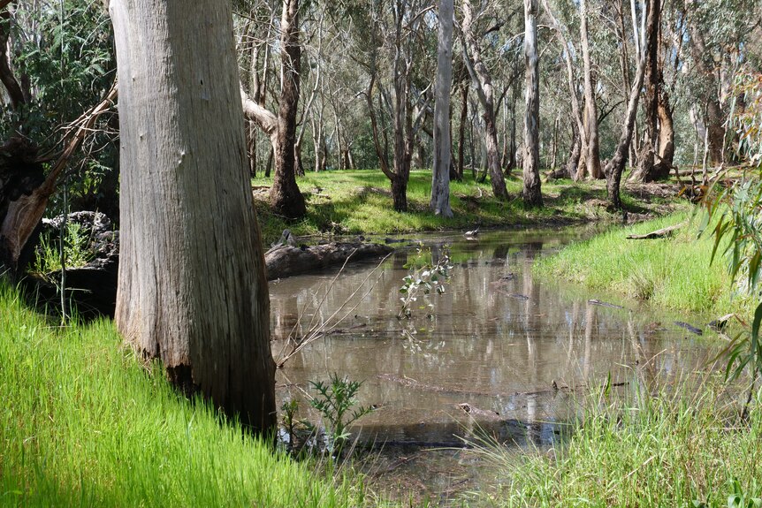 A gully in the bush is full of water, surrounded by green grassy banks and gum trees.