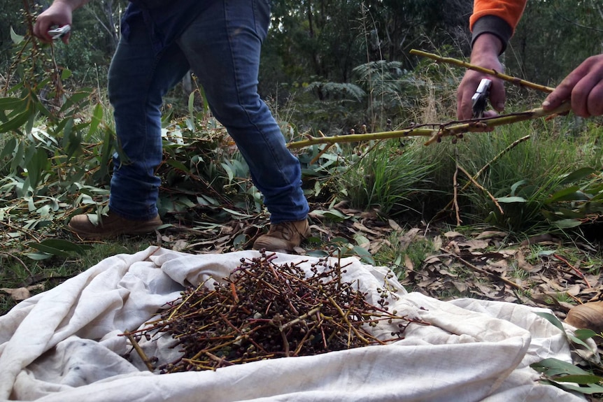 A group of seed capsules piled on the ground.