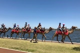 Camels on the Swan River