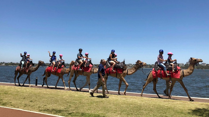 Camels on the Swan River