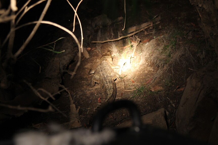 Light Green Crocodile Porn - Park rangers survey Katherine River for crocodiles at night - ABC News