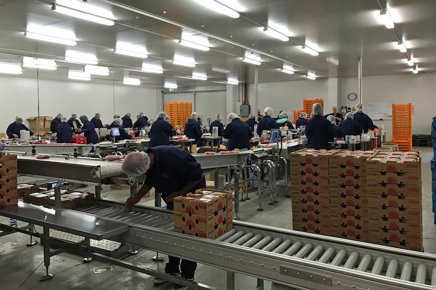 The packing room at Burlington Berries.