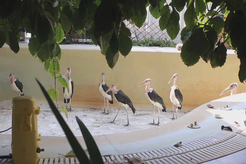 A group of birds in an empty backyard swimming pool. 