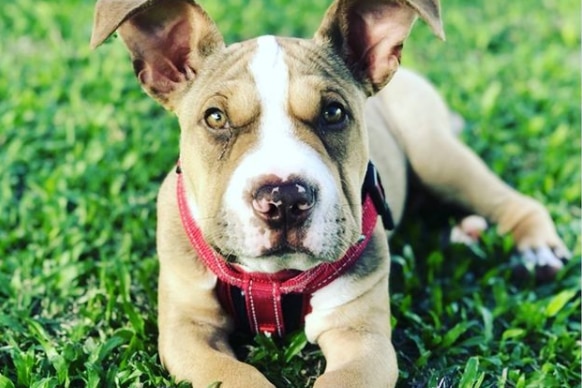 Dog lying on grass.