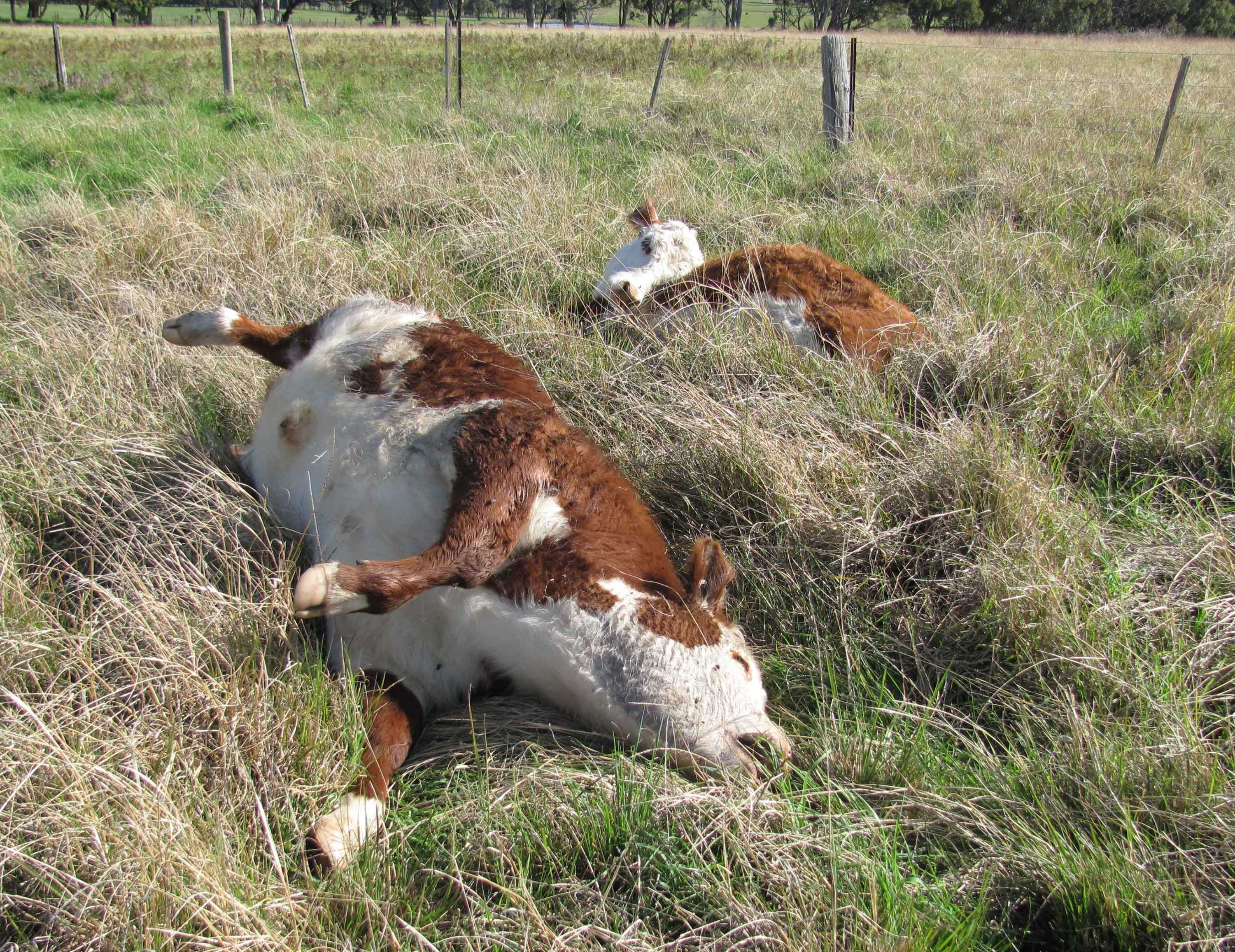 Farmers denied access to drug to treat 'nightmare' parasite killing