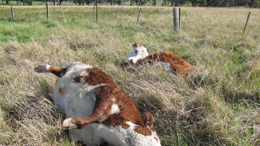 Dead cows hit with bovine anaemia