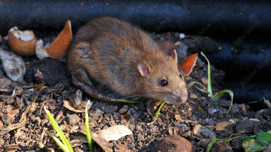 A small brown rat is photographed on the dirt surrounded by green grass