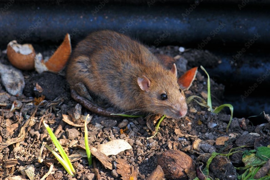 Got a Mouse? This is the BEST Mouse Traps Bait We've Found - Happy  Unconventional Life
