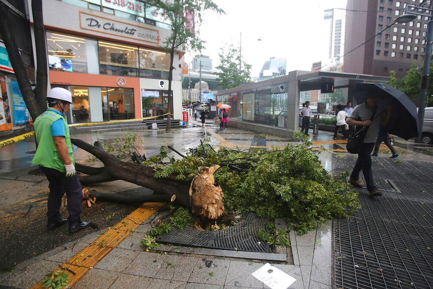 You view a snapped tree on a South Korean  street as an emergency worker in hi-vis looks on while wearing a white helmet.