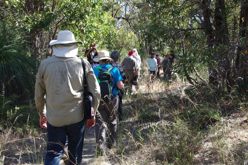 A line of people walking through bushland.