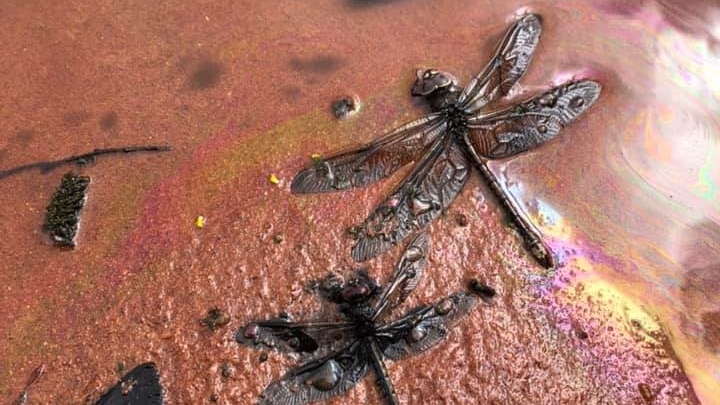 Two dead dragonflies and two moths covered in black oil on a red creek bed. Oil reflects off the water.