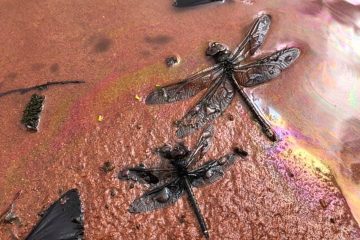 Two dead dragonflies and two moths covered in black oil on a red creek bed. Oil reflects off the water.