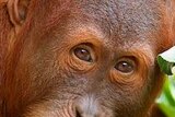 Malu, Melbourne Zoo orangutan