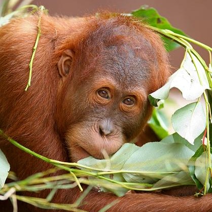 Orangutan numbers on the decline