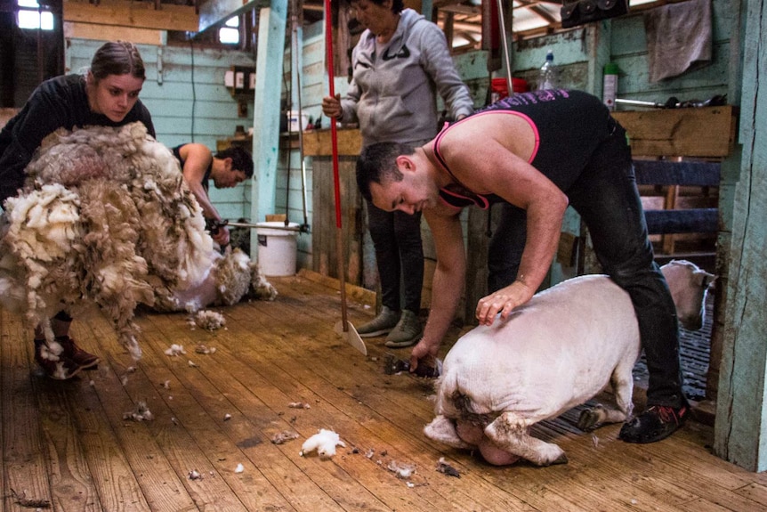 Adam Brausch finishes shearing a sheep in a shed in central Victoria.