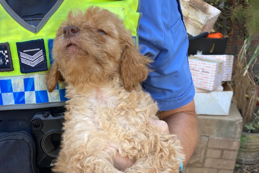 A police officer holding one of the labradoodle puppies