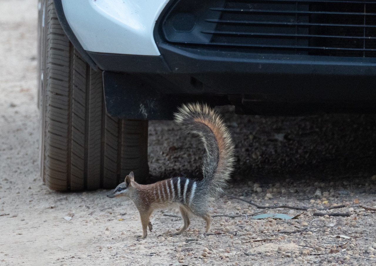 numbat in front of a parked car.