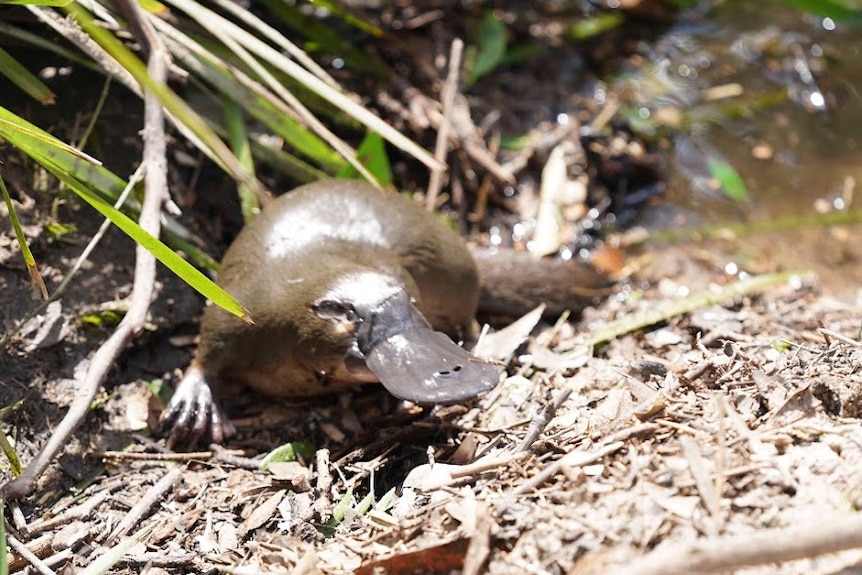 A platypus on a riverbank 