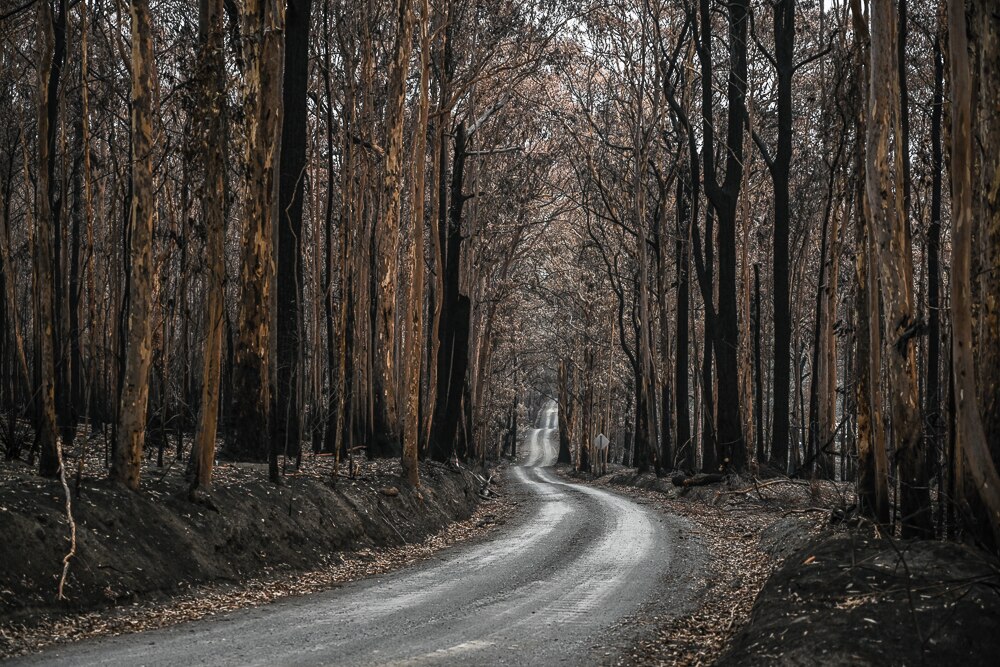 The road to Bundanon, with trees next to it, was scorched by the bushfire.