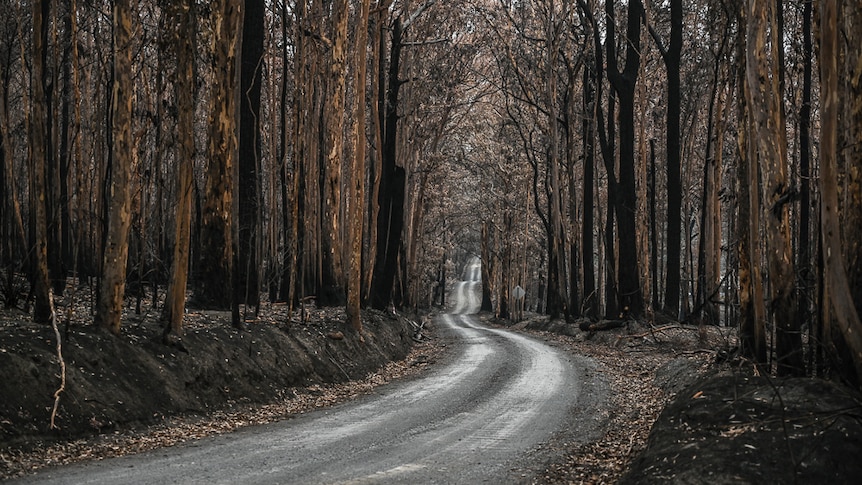The road to Bundanon, with trees next to it, was scorched by the bushfire.