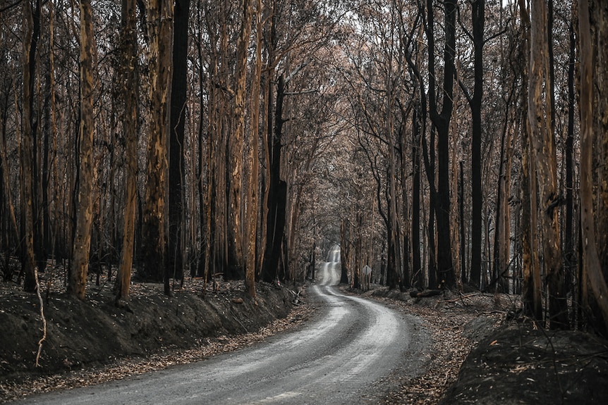 The road to Bundanon, with trees next to it, was scorched by the bushfire.