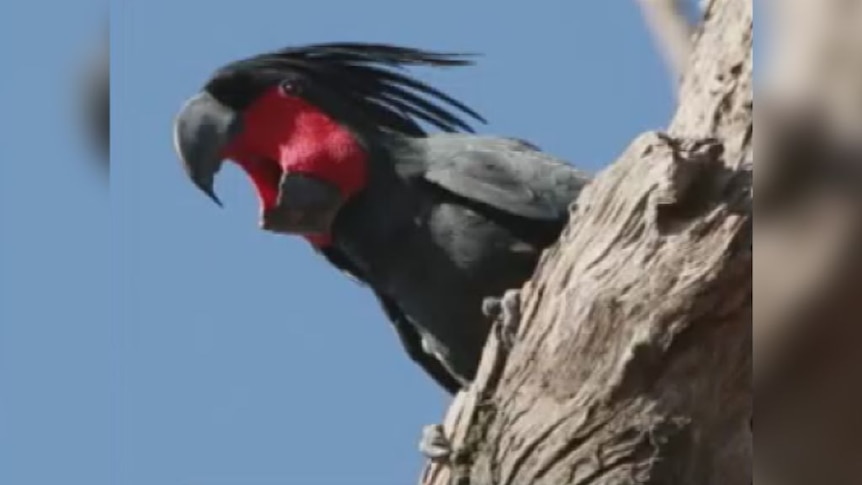 Palm cockatoos walk to the beat of their own drum